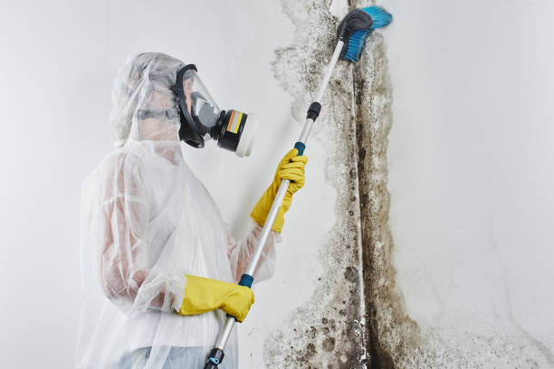 Best Mold Cleaning Services  in Anna, OH