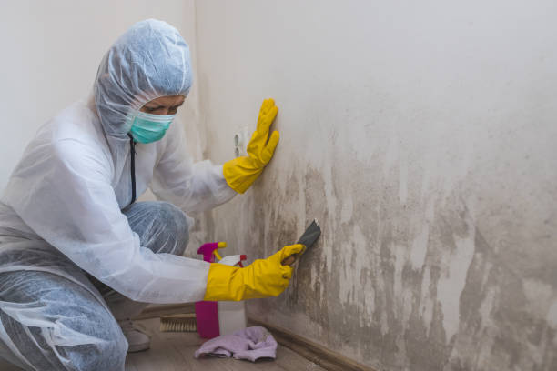 Home Mold Removal in Anna, OH