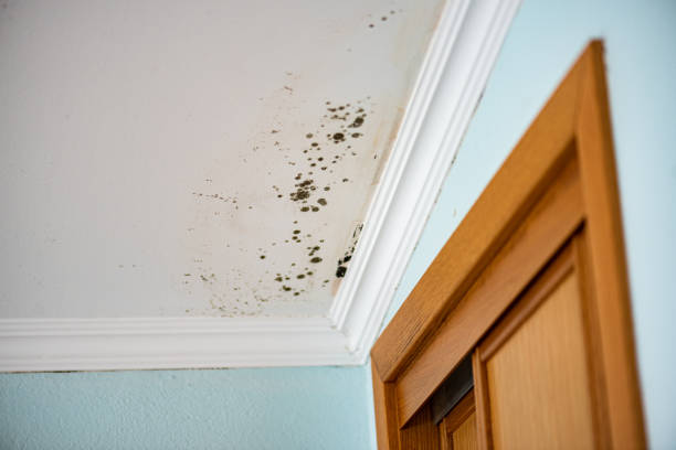 Best Residential Mold Removal  in Anna, OH