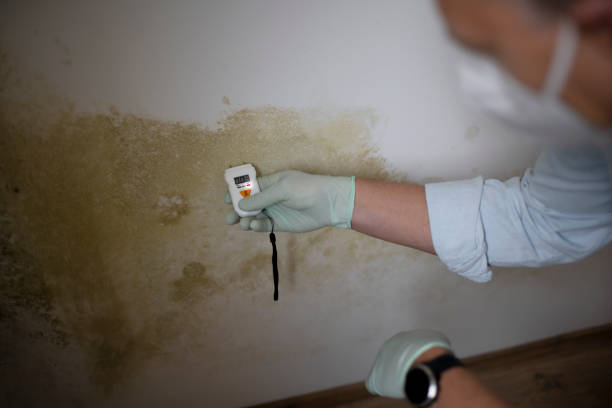 Best Mold Remediation  in Anna, OH