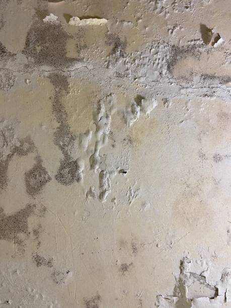 Best Fast Mold Removal  in Anna, OH