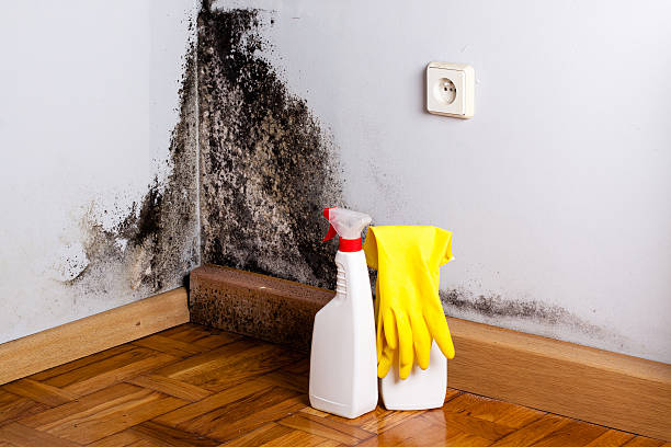 Best Office Mold Removal Services  in Anna, OH