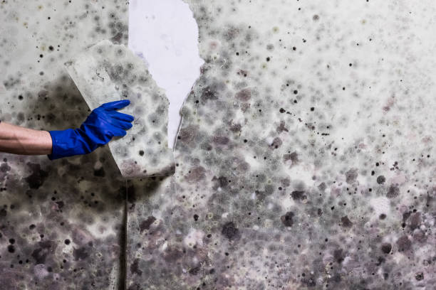Mold Testing and Removal in Anna, OH